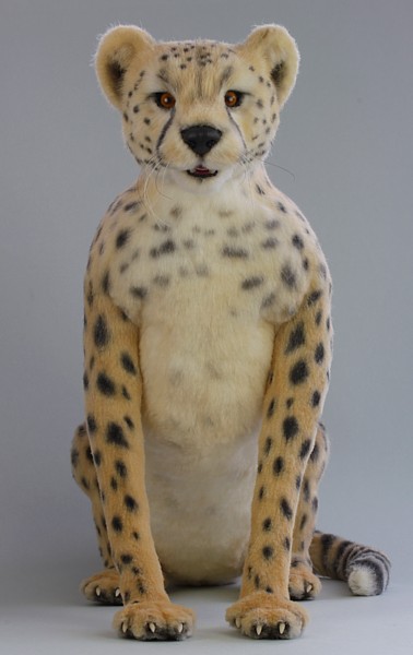 cheetah1895.jpg