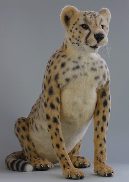 cheetah1898.jpg