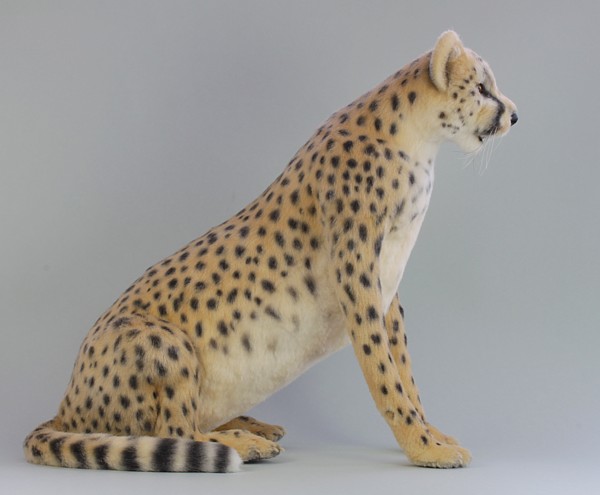 cheetah1899.jpg