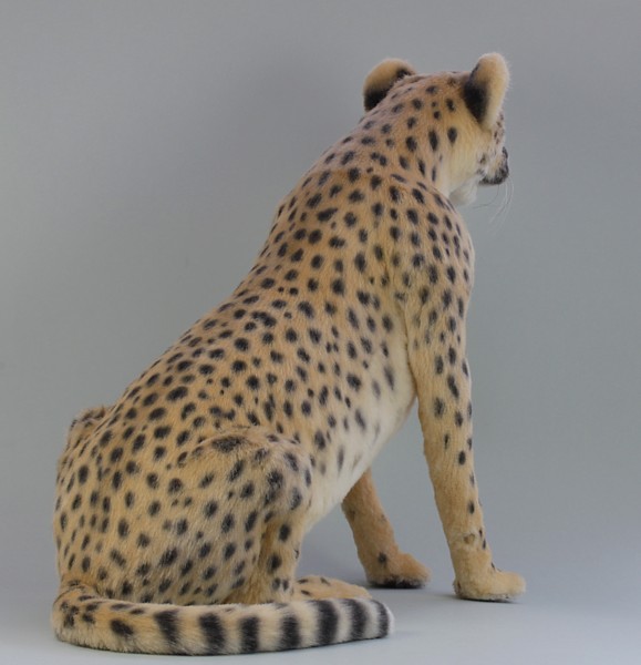 cheetah1904.jpg