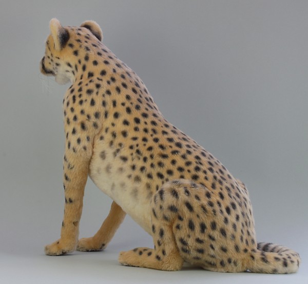 cheetah1910.jpg