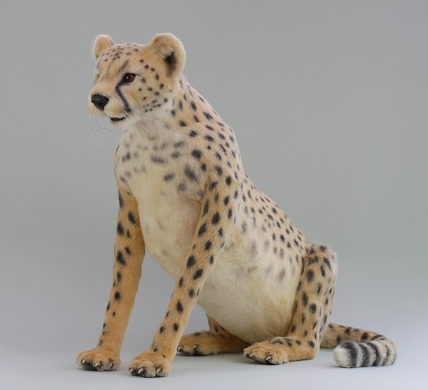 cheetah1911.jpg