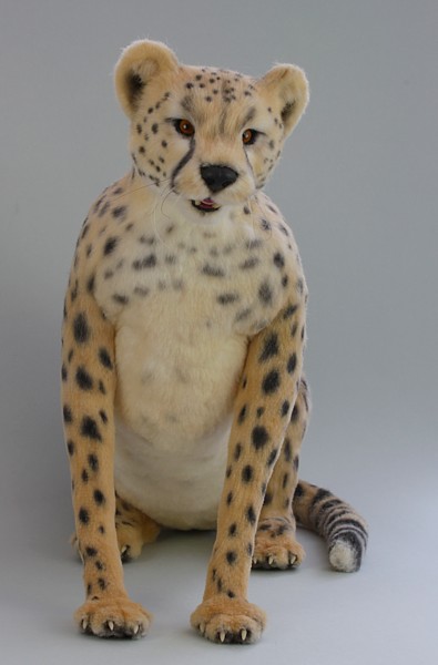 cheetah1923.jpg