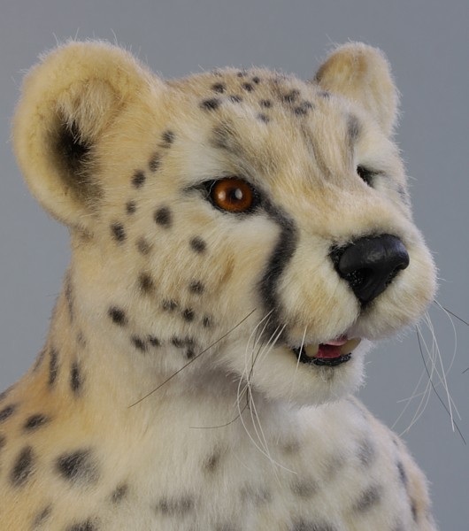 cheetah1934.jpg
