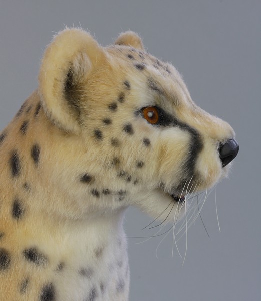 cheetah1936.jpg