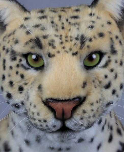 leopard3342.jpg