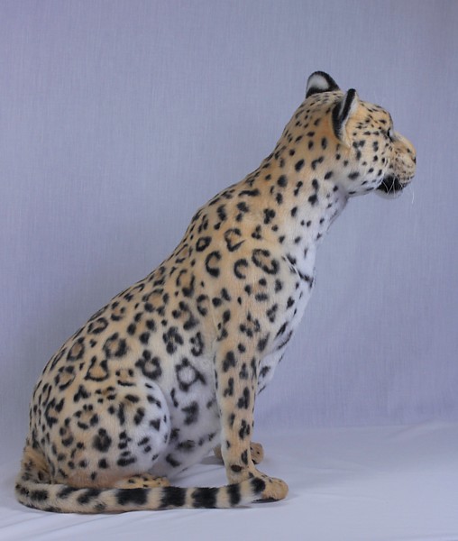 leopard3348.jpg