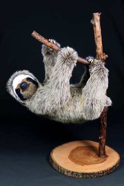 sloth2162.jpg