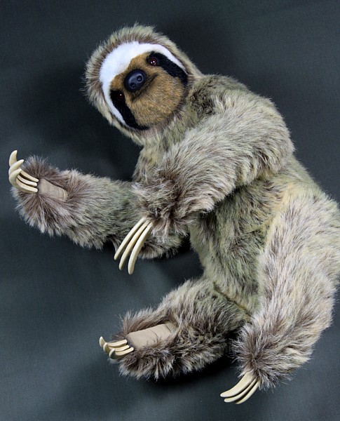 sloth2168.jpg
