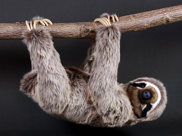 sloth4752.jpg
