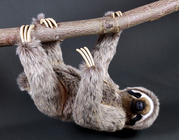 sloth4758.jpg