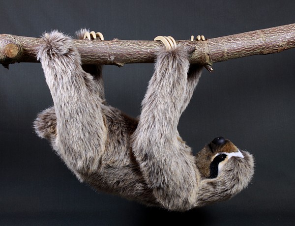 sloth4761.jpg